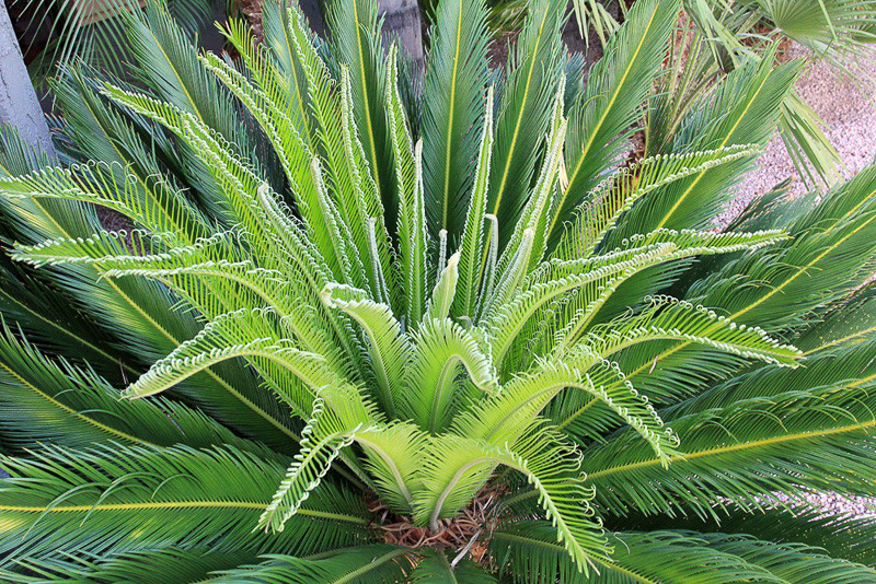 Palm King Sago Palm Cycas Revoluta Exotic Ubicaciondepersonas Cdmx